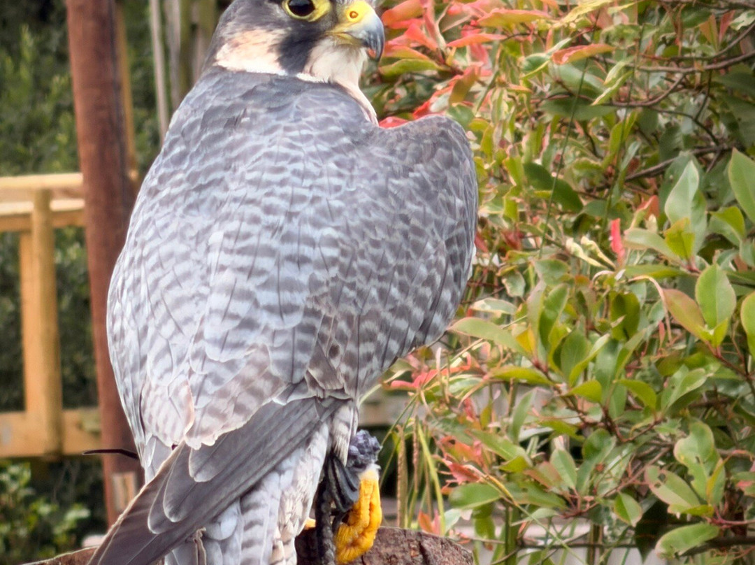 Gauntlet Birds Of Prey-纳茨福德必去景点