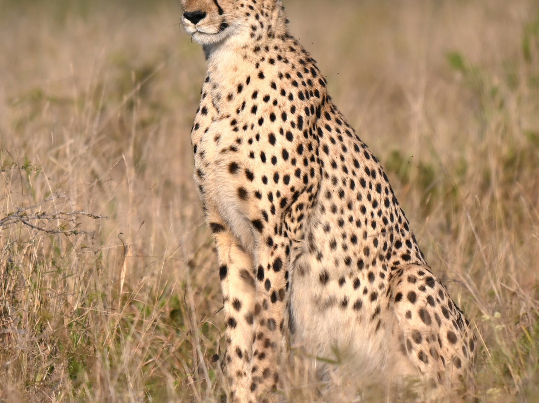 Bayala Private Safari Lodges主图