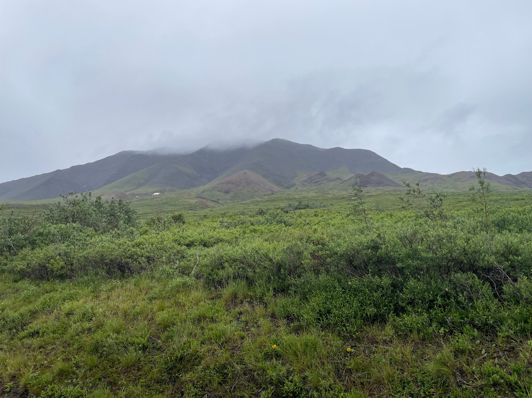 Tundra Wilderness Tour-Denali Park必去景点