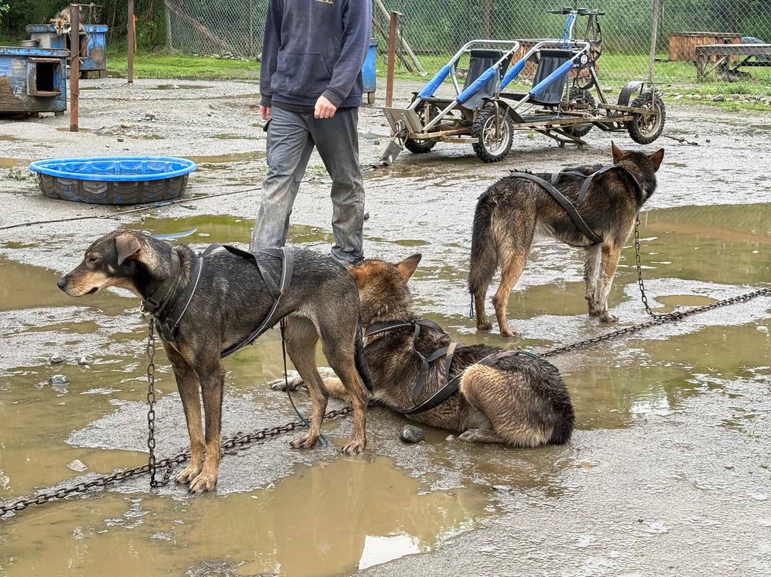 Alaskan Husky Adventures-Willow必去景点