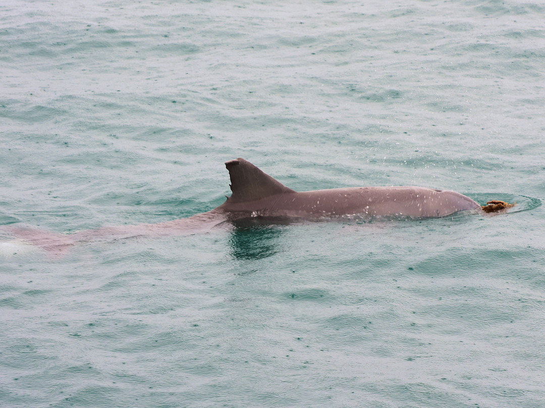 Perfect Nature Cruises-Monkey Mia必去景点
