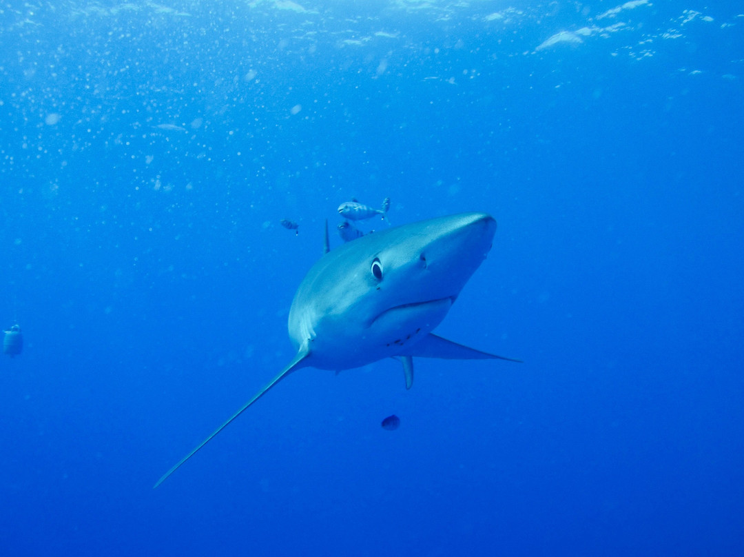 Haliotis Dive Centre Faial-奥尔塔必去景点