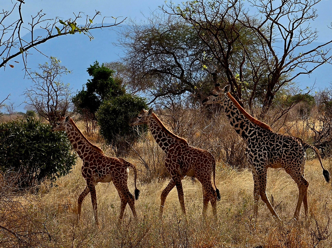 Tsavo East National Park-查佛必去景点
