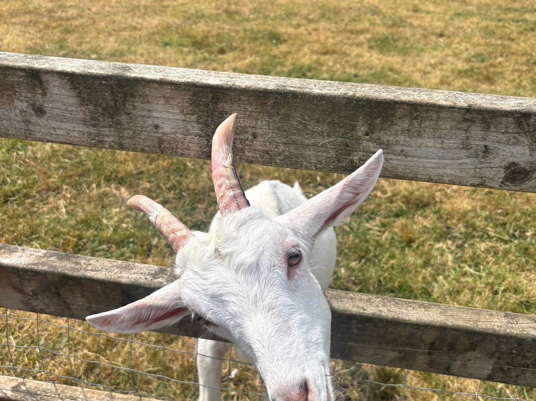 Secret Valley Wildlife Park-韦克斯福德必去景点