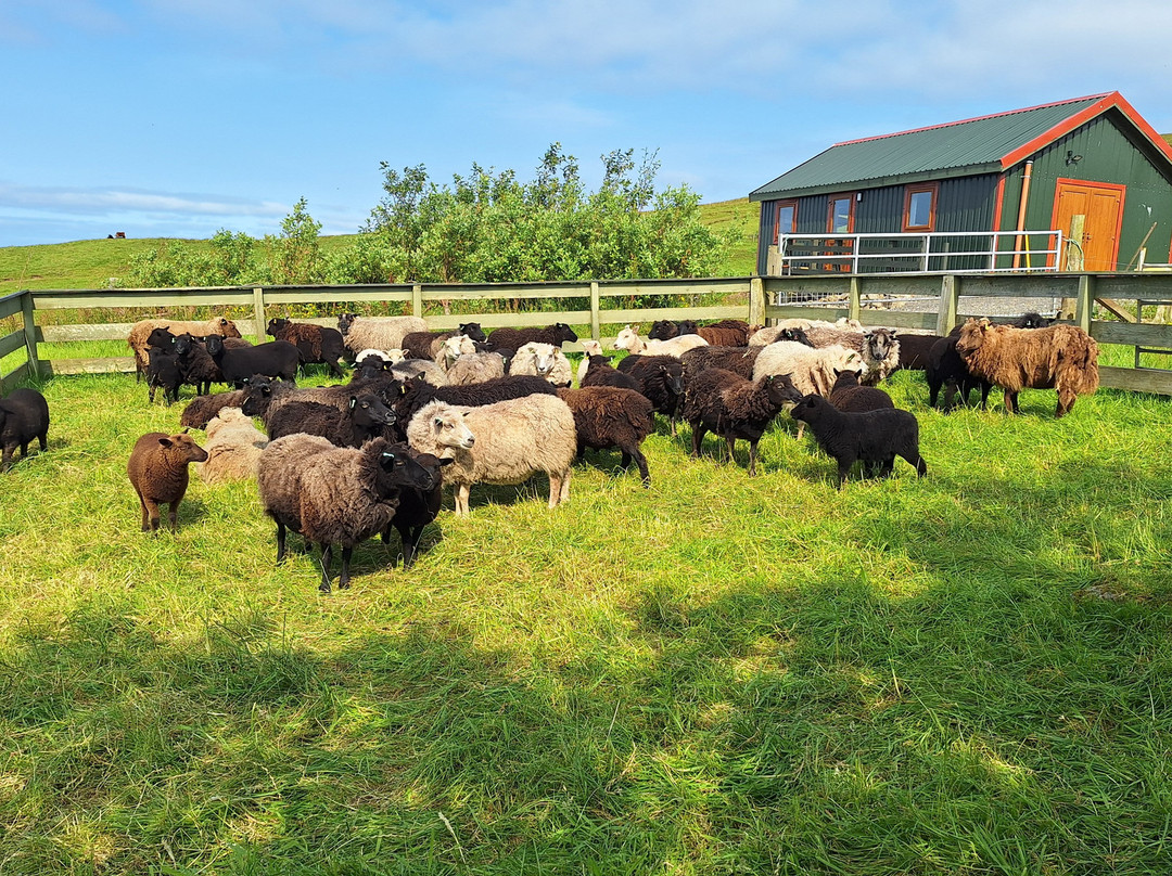 Shetland Wool Adventures-Lerwick必去景点