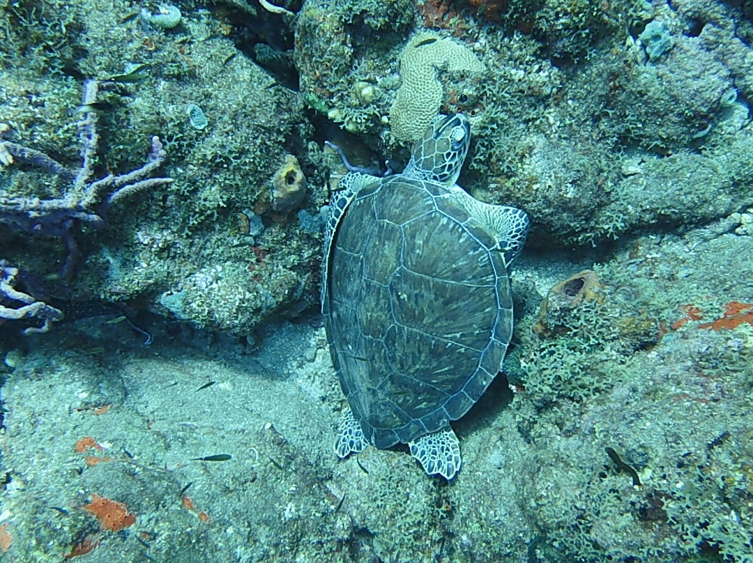 Statia Divers-Oranjestad必去景点