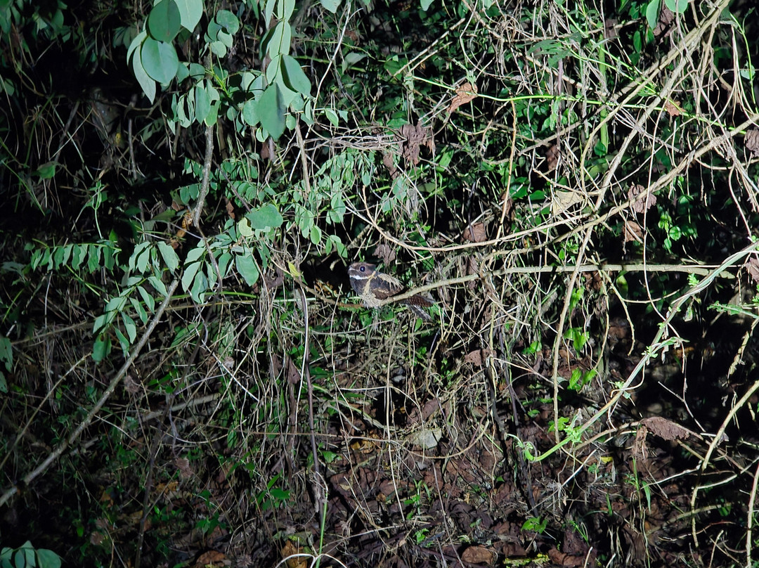 Tentena wildlife tour and Lorelindu national park-Tentena必去景点