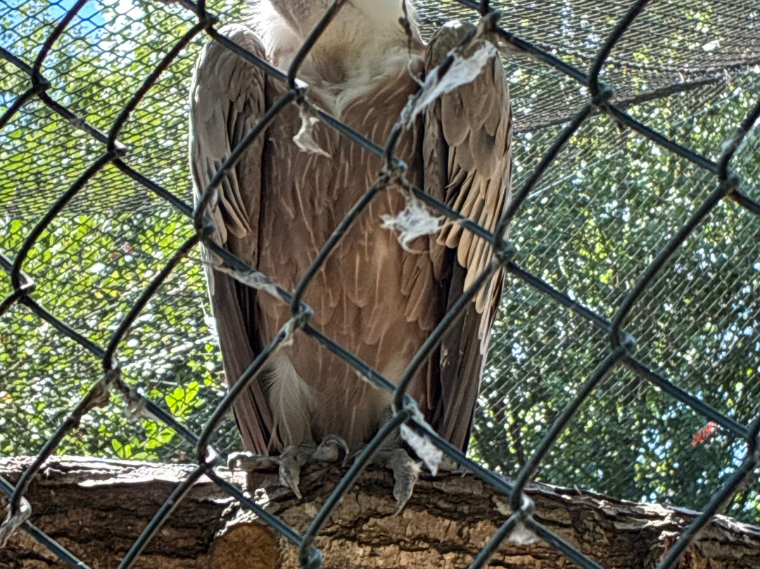 Gauntlet Birds Of Prey-纳茨福德必去景点