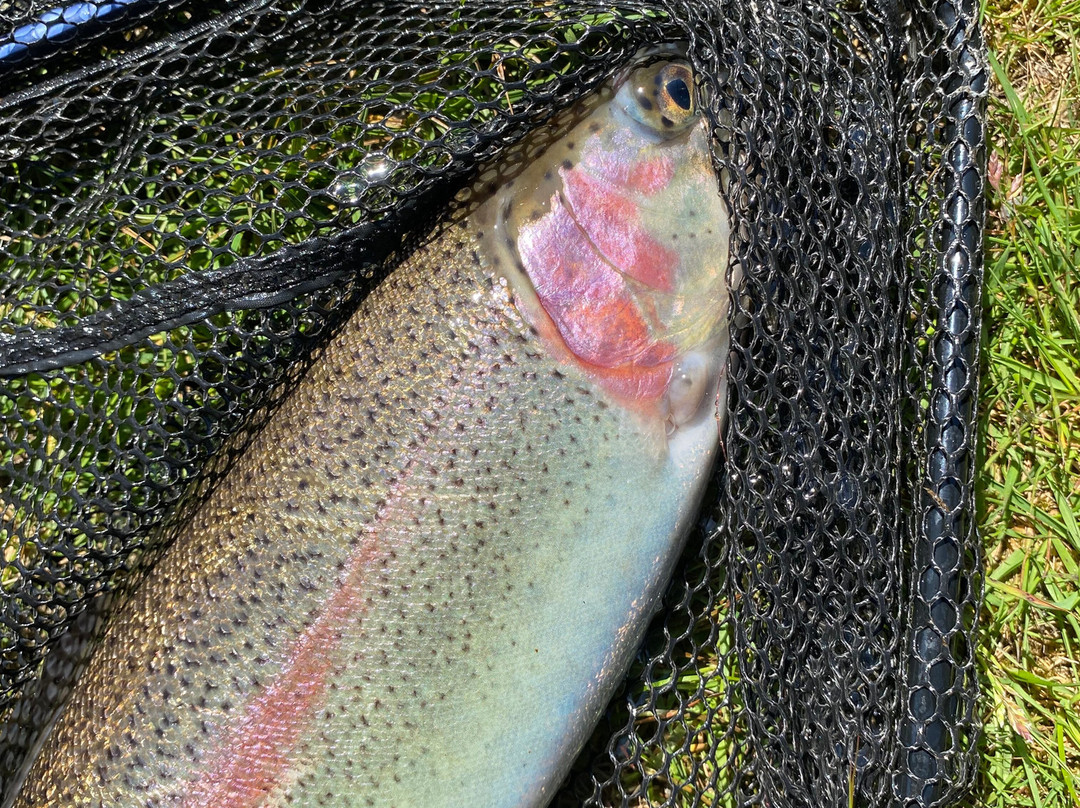 Annamoe Trout Fishery-Annamoe必去景点