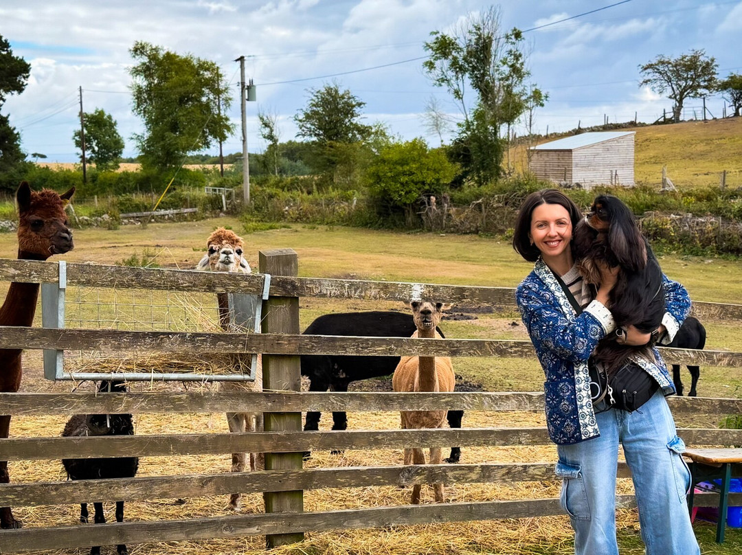 Woolly Experiences Therapy Farm-Mold必去景点