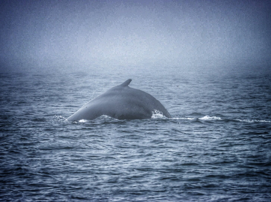Petit Pasage Whale Watch-East Ferry必去景点