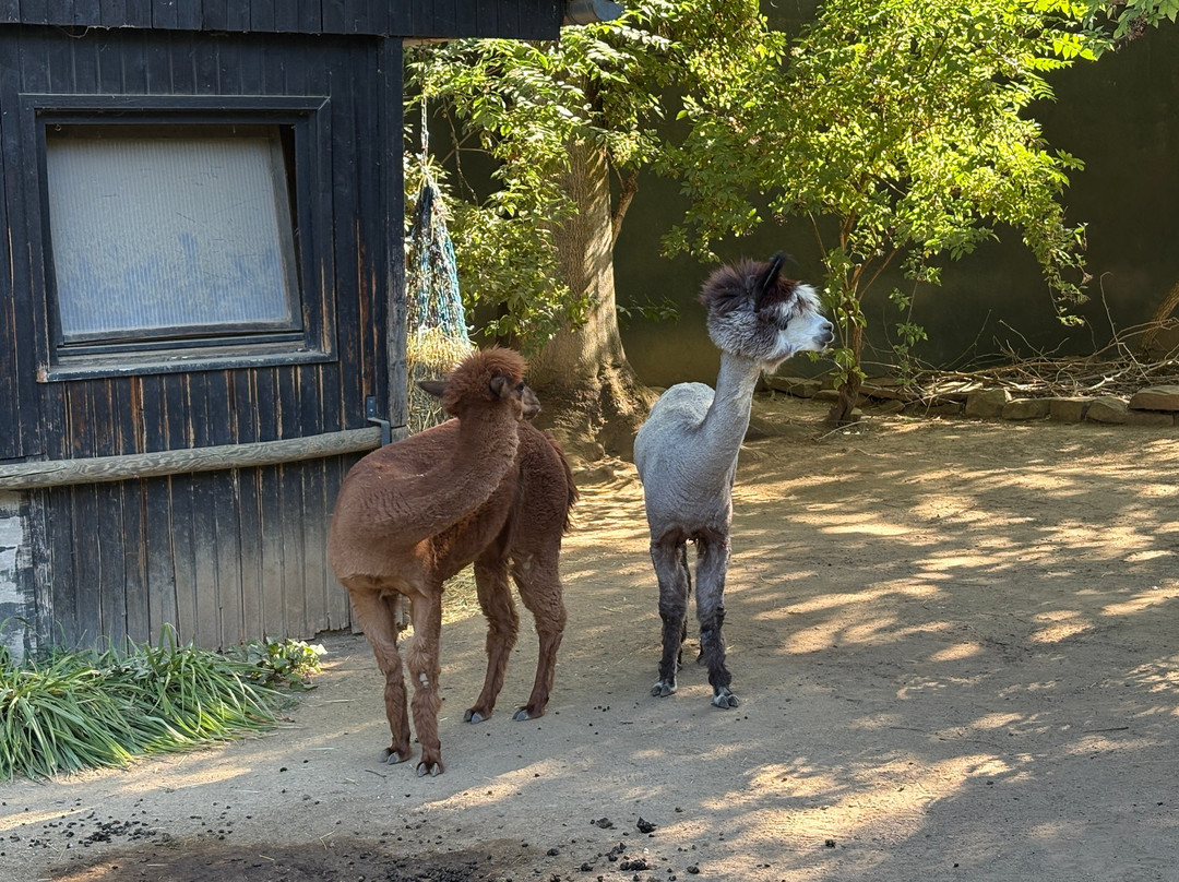 Zoo Heidelberg-海德尔堡必去景点