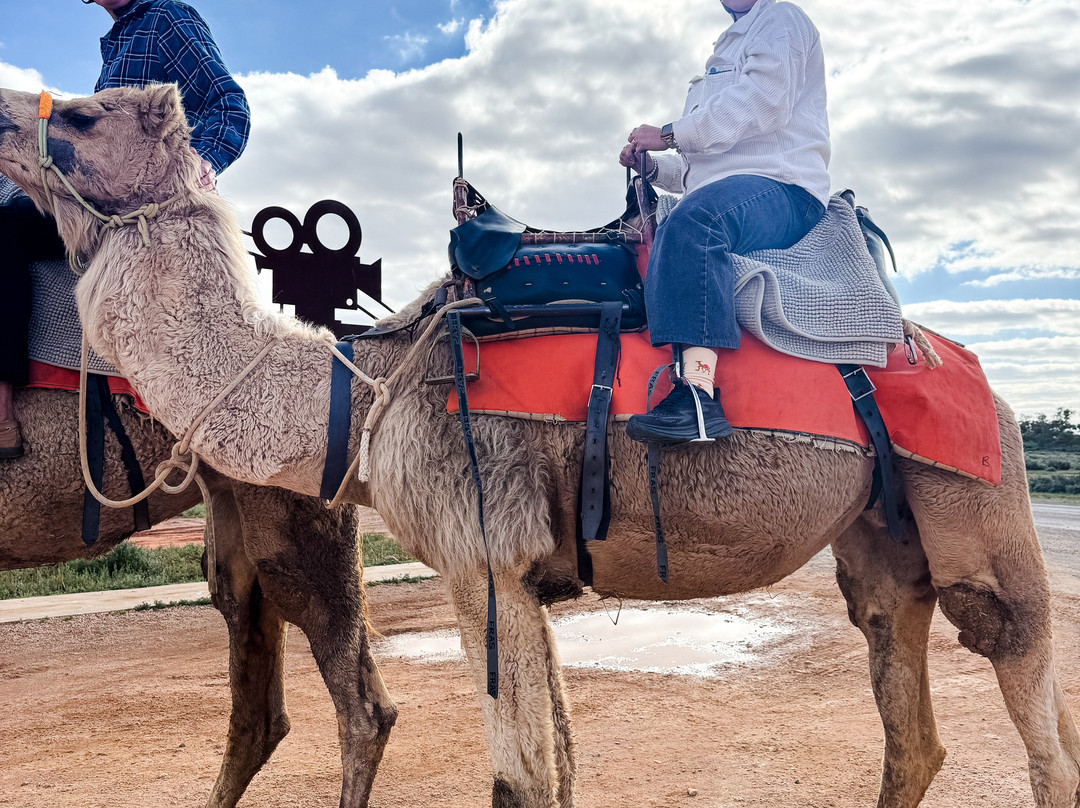 Silverton Outback Camels-Silverton必去景点