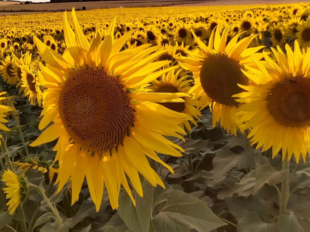 Dorset Sunflower Trail-多切斯特必去景点