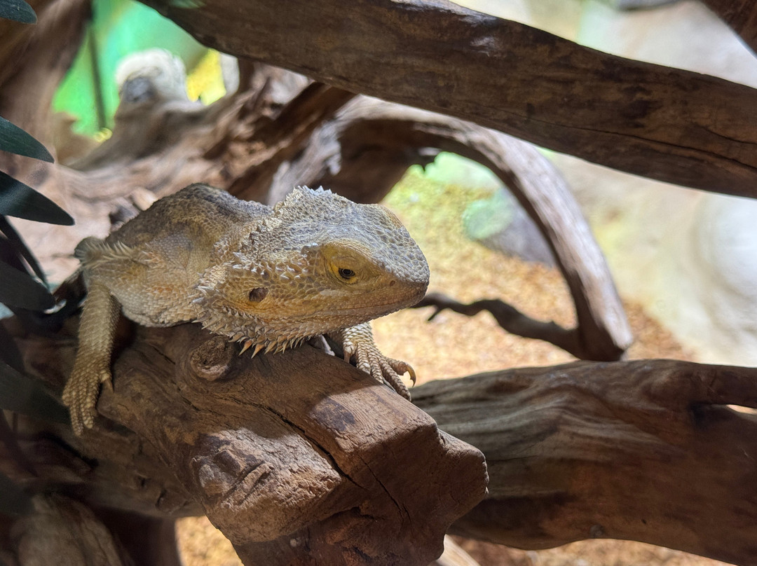 Elapsoidea Vivarium de Meyrin-梅林必去景点