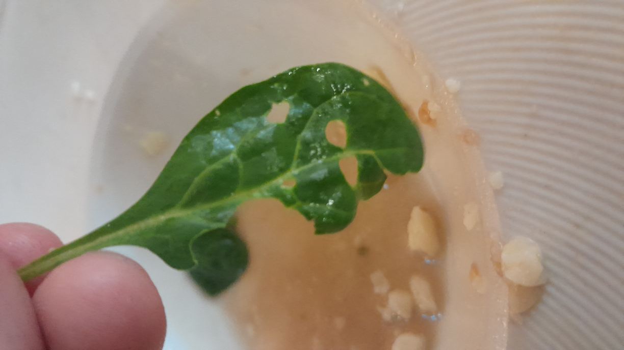 卡斯蒂略皮拉斯博纳斯酒店-旅行者