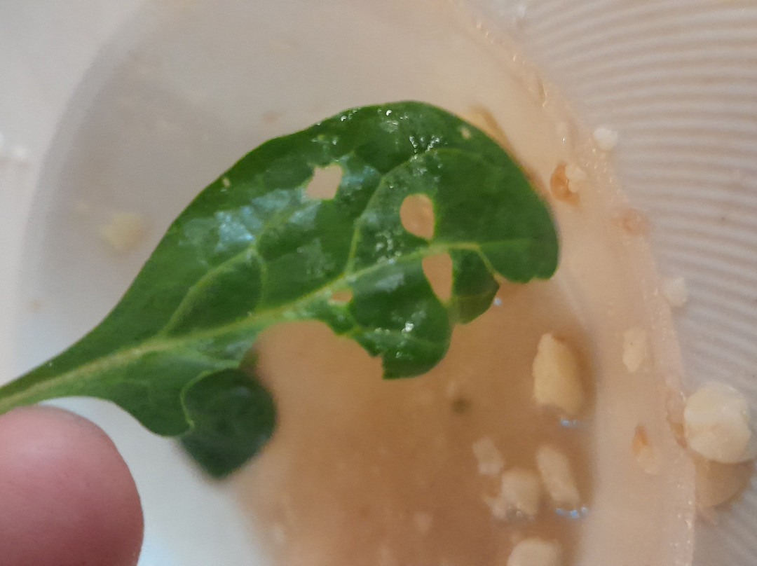 卡斯蒂略皮拉斯博纳斯酒店主图