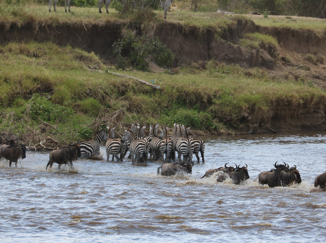 Rhino Africa Safaris-开普敦中心区必去景点