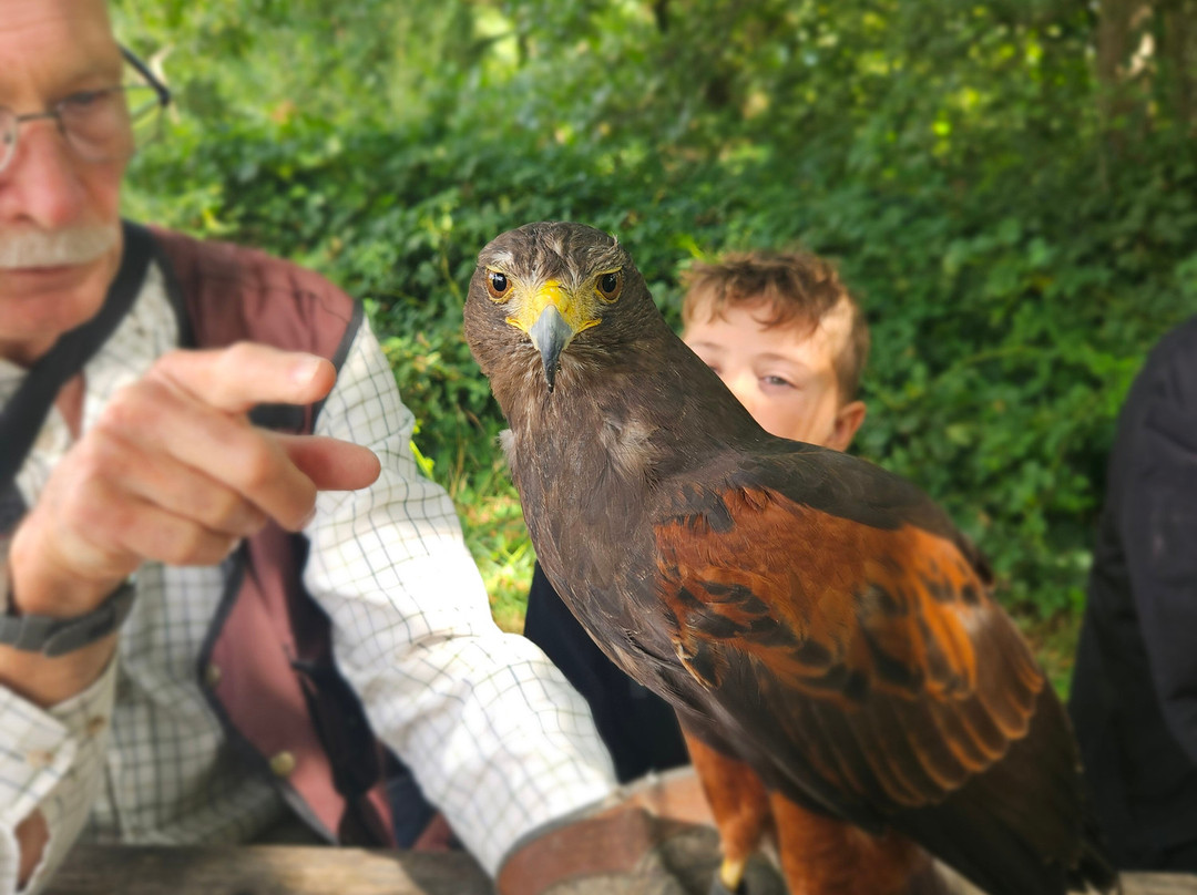 North Devon Hawk Walks-South Molton必去景点