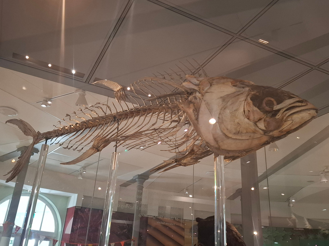 Leeds City Museum-利兹必去景点