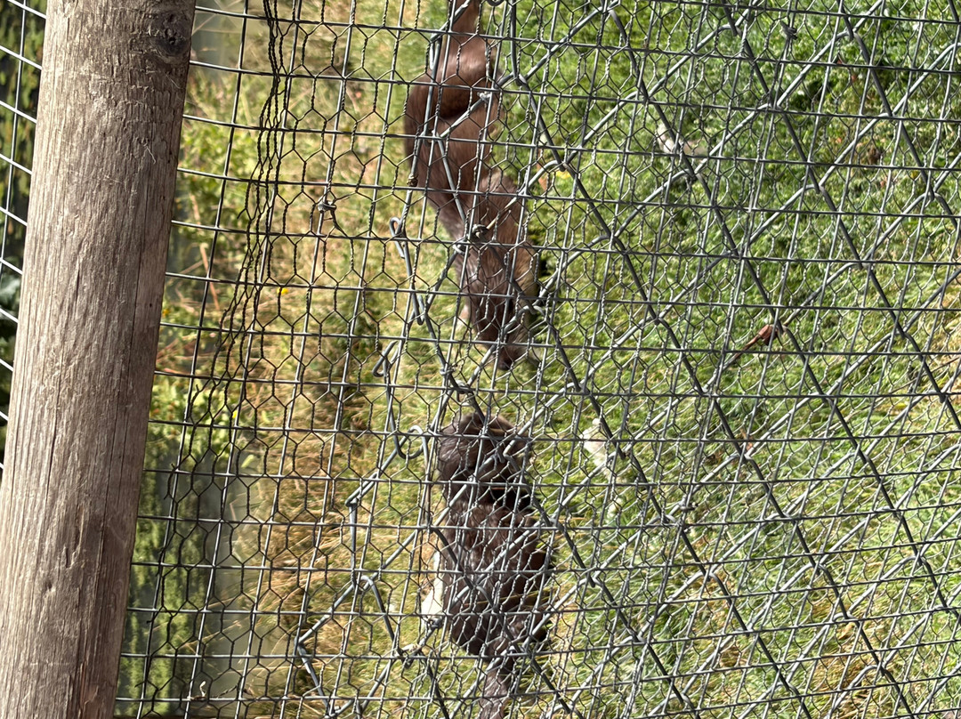 British Wildlife Centre-Lingfield必去景点