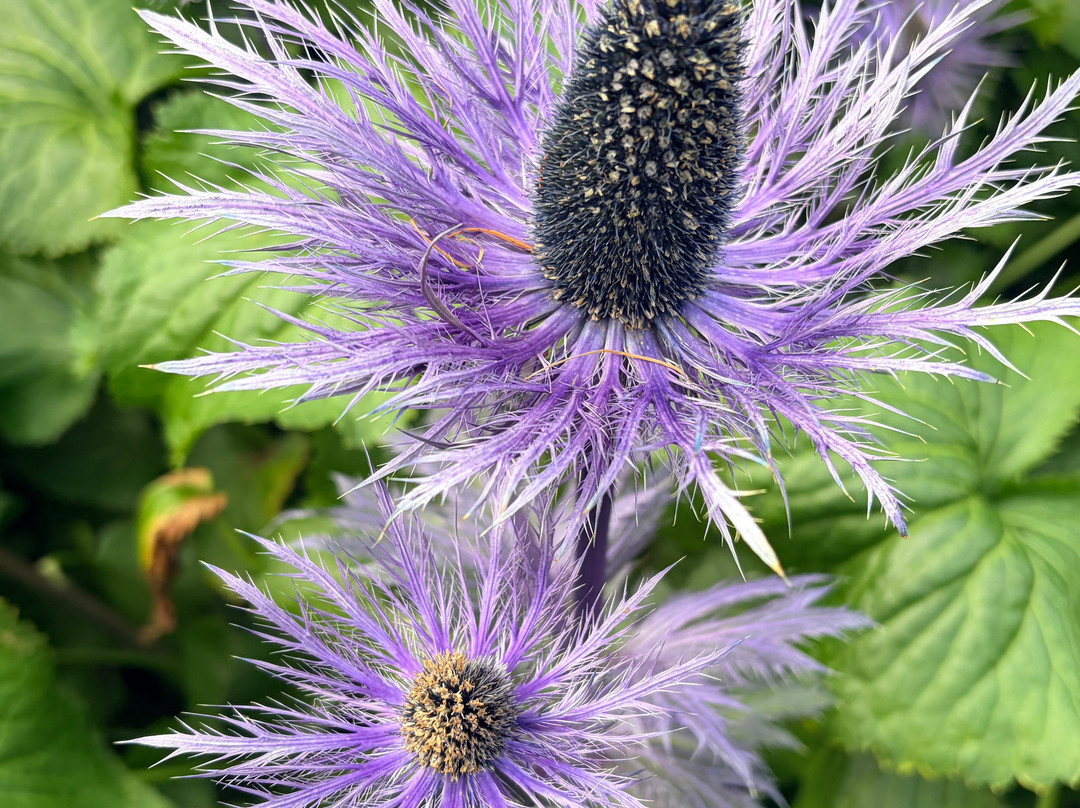 Akureyri Botanical Garden-阿克雷里必去景点