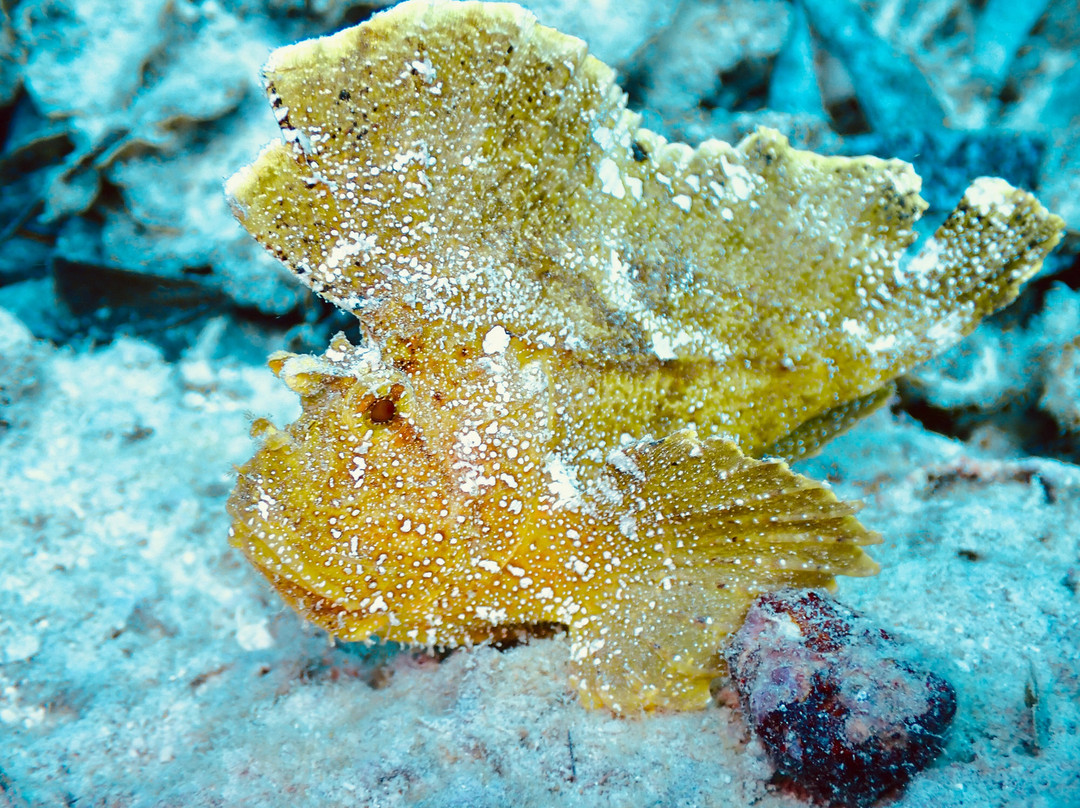 Dive Time Zanzibar-Kizimkazi必去景点