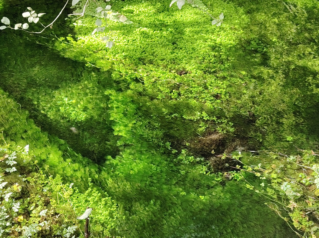 赫温带雨林-奥林匹克国家公园必去景点