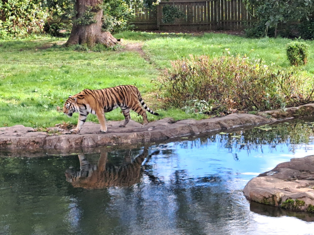 Blair Drummond Safari & Adventure Park-斯特灵必去景点