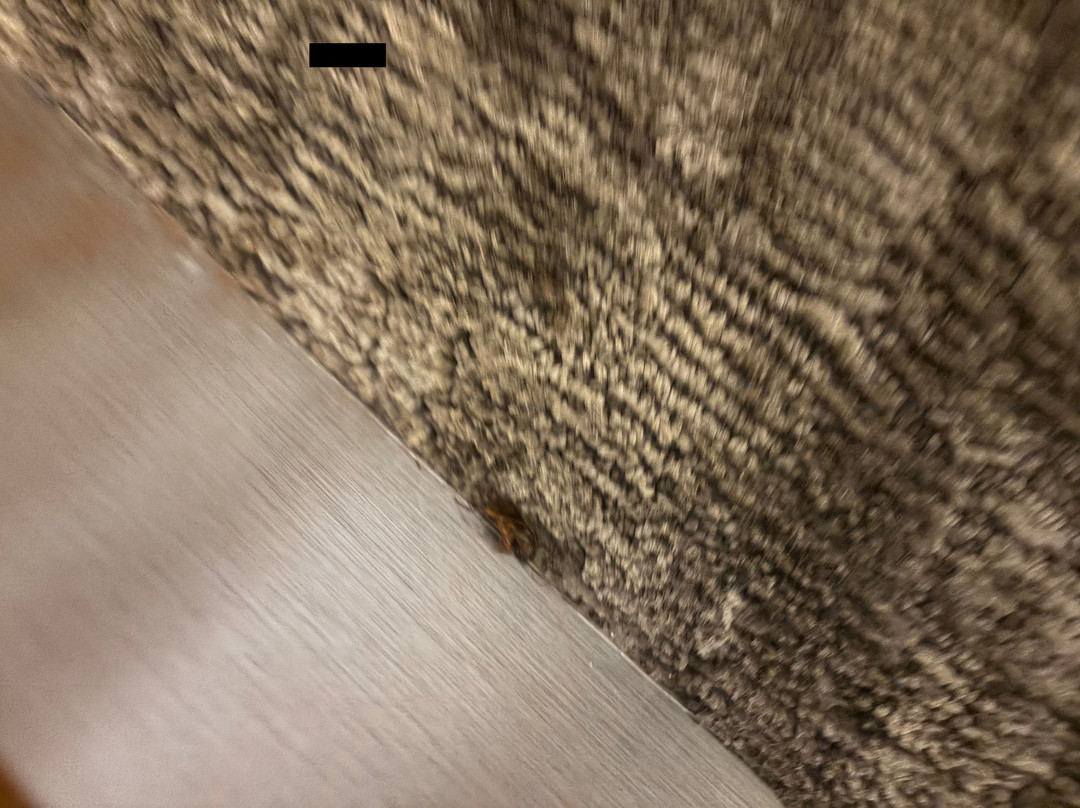 梅肯SpringHill Suites酒店主图