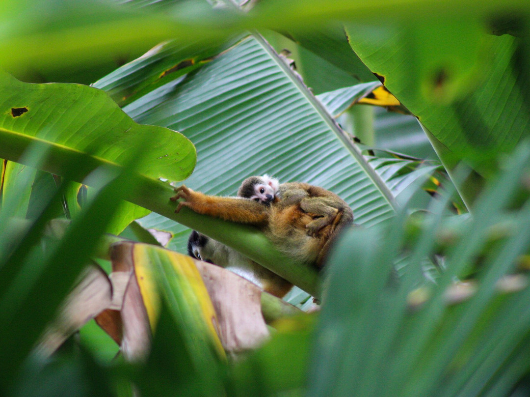 Osa Mangrove Tours-Sierpe必去景点