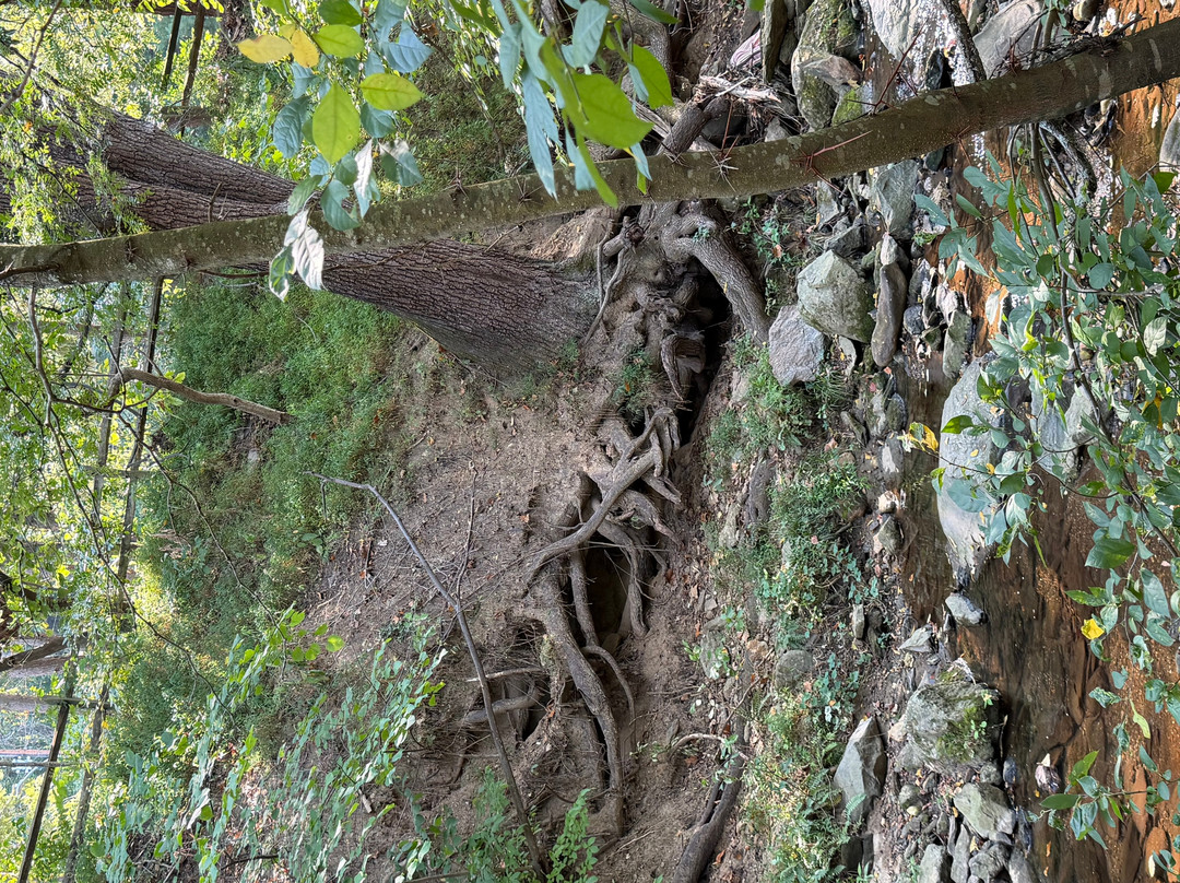 Asheville Botanical Garden-阿什维尔必去景点