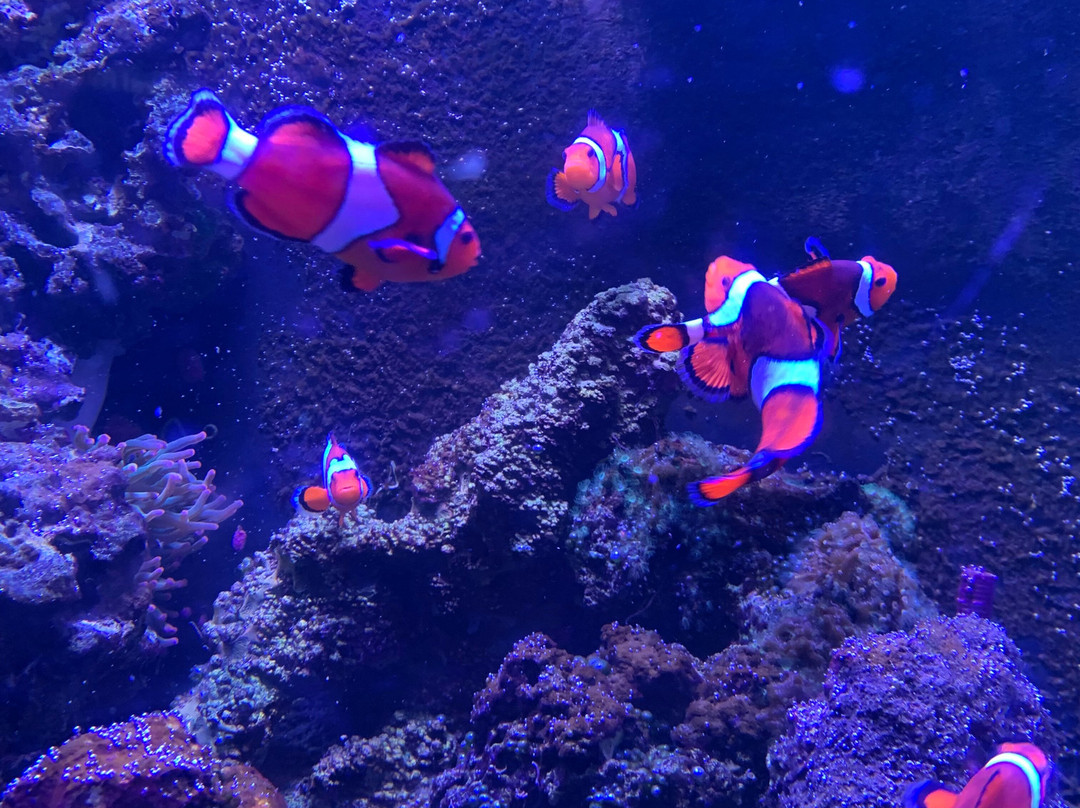 Mystic Aquarium-神秘河必去景点