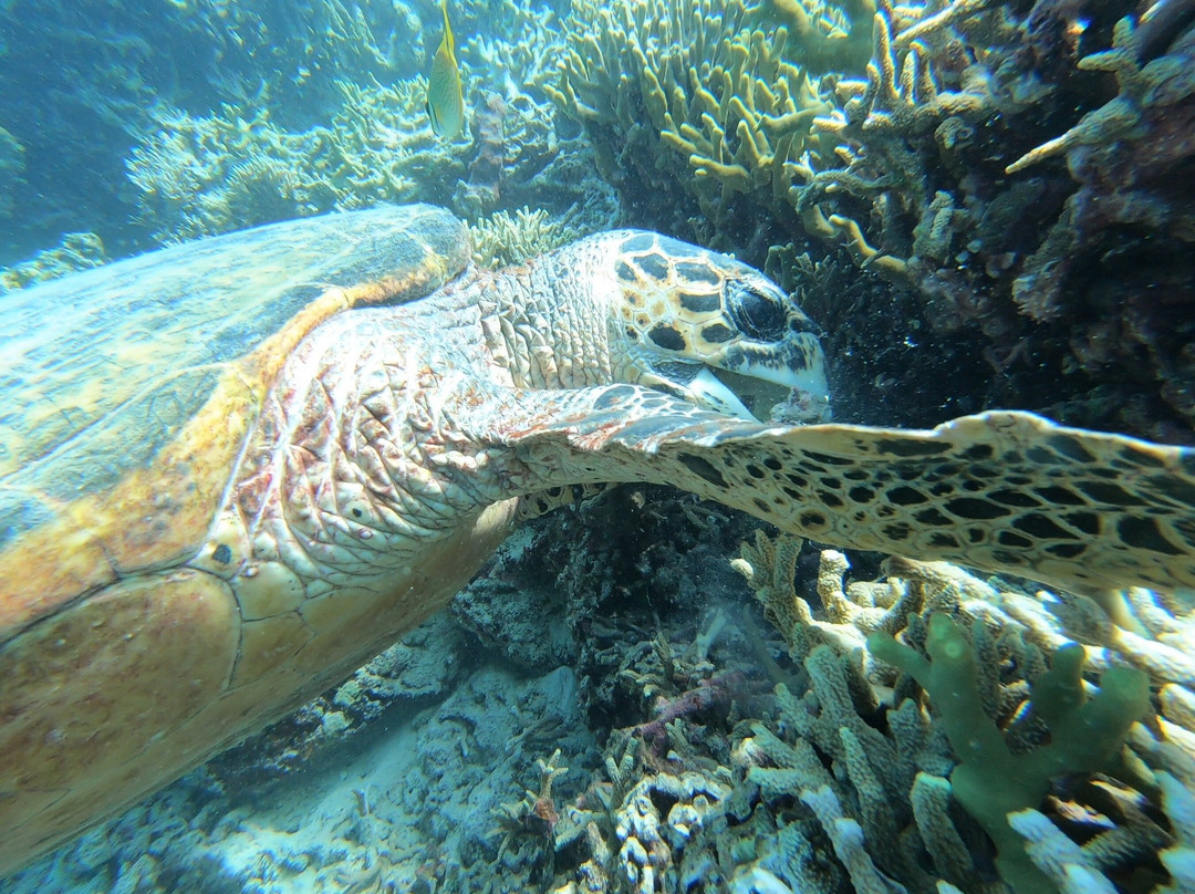 Bali Hai Diving Menjangan-班玉威当必去景点