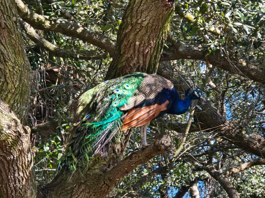 Bird Gardens of Naples-那不勒斯必去景点