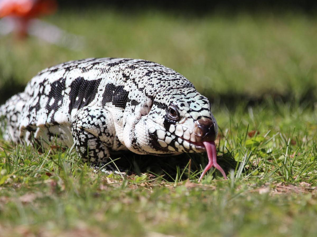 Riverside Reptiles Education Center-Enfield必去景点