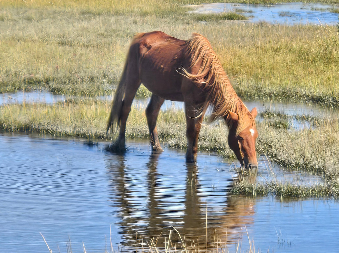 Assateague Adventure-大洋城必去景点