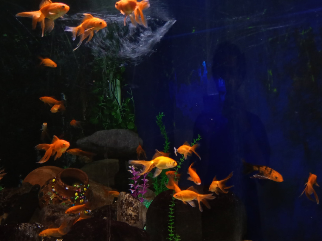Aquarium Island Cafe Bhimtal-Bhimtal必去景点