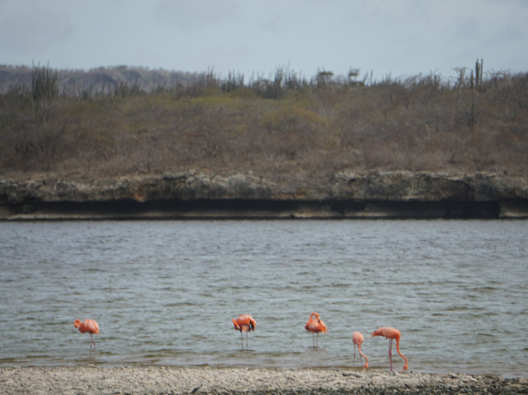 Washington Slagbaai National Park-Rincon必去景点