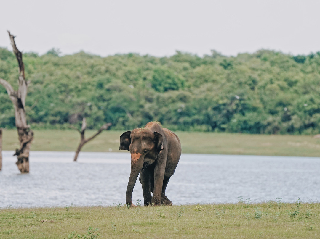 Udawalawe Safari Jeep With Guides-乌达瓦拉维国家公园必去景点