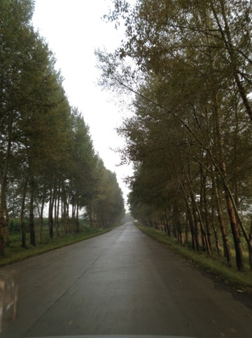 铁山坪森林公园-重庆市必去景点