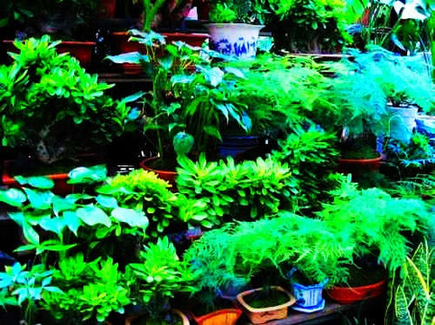 万商花鸟市场(西藏南路)-上海市必去景点