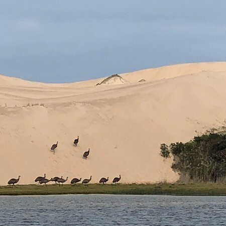 Coorong Wildside Tours景点图片