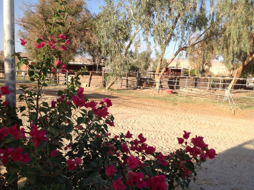 Ivey Ranch Equestrian Center景点图片