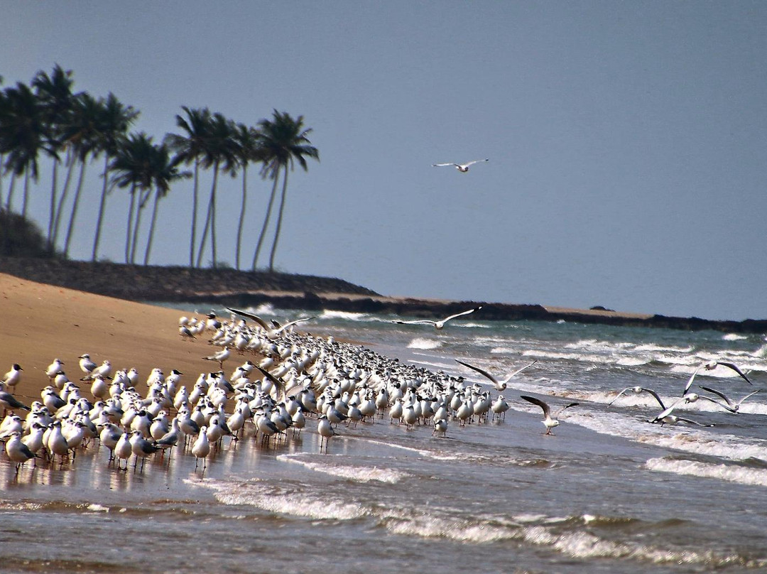 Devbagh Beach景点图片