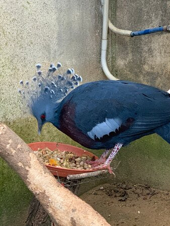 Zoo d'Upie Le Jardin Aux Oiseaux景点图片