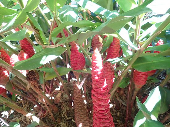 Mossman Motel Holiday Villas主图