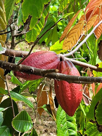 21 Degrees Estate Cacao Farm景点图片