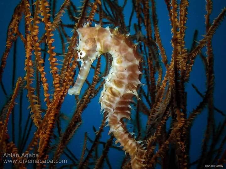 Ahlan Aqaba Scuba Diving Center景点图片