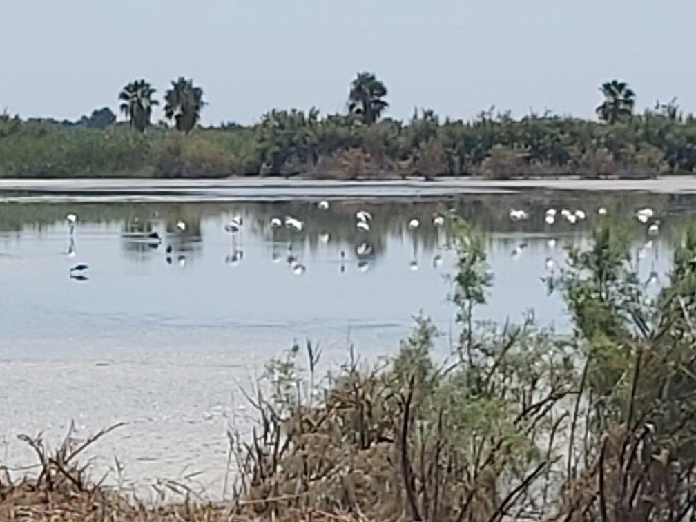 Parque Natural el Hondo-Crevillente必去景点